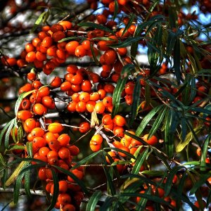 Rakytník (Hippophae rhamnoides)  ´Friesdorfer orange´  - výška 20-30 cm, kont.P9